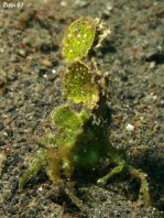 Arrowhead Crab with Halimeda algae - Huenia heraldica - Spinnenkrabbe mit Halimeda-Blatt