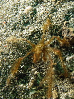 Spidercrab - Achaeus sp2 - Spinnenkrabbe / Gespensterkrabbe