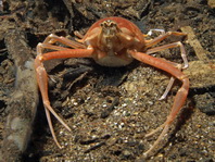 Pebble Crabs (Purse Crabs) - Leucosiidae - Kugelkrabben
