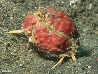 Box Crab - Calappa sp - Schamkrabbe