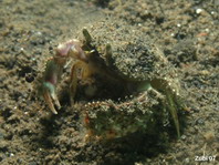 Box Crabs - Calappidae - Schamkrabben 