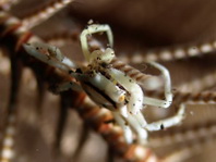 Horned Crinoid Crab - Ceratocarcinus longimanus - Gehörnte Federstern-Krabbe
