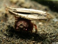Sponge Crabs - Dromiidae - Schwammkrabben 