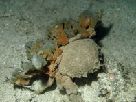Sponge Crabs - Dromiidae - Schwammkrabben 