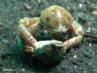 Pebble Crab - Leucosia pubescens - Kugelkrabbe