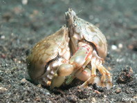 Pebble Crab - Leucosia pubescens - Kugelkrabbe