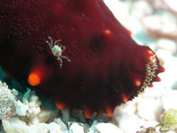Small swimmer Crab on starfish - Lissocarcinus orbicularis - winzige Schwimmkrabbe auf Seestern