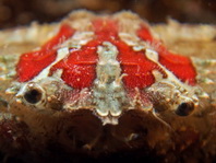 Reef Crab - Lophozozymus sp1- Krabbe 
