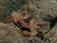 Grapsid Shore Crabs - Grapsidae - Felsenkrabben, Klippenkrabben