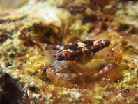 Coral Crab - Tetralia sp - Korallenkrabbe