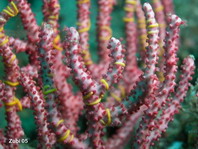 coral with brittle stars - Koralle mit Haarsternen