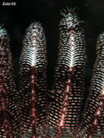 Feather Stars - Crinoidea - Haarsterne und Federsterne
