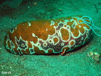 Eyed Sea Cucumber - Holothuria argus (<em>Bohadschia argus</em>) - Augenfleck Seewalze