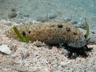 Sea Cucumber - Seewalze / Seegurke