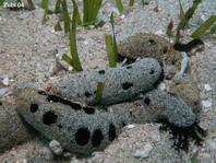 Sea Cucumber - Seewalze / Seegurke