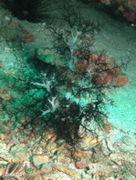 Large Burrowing Sea Cucumber- Neothyonidium magnum - Seewalze