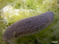 Sea Cucumber - Stichopus noctivagus - Seewalze