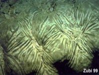 Sea Cucumber - Stichopus vastus - Sternlinien-Seewalze