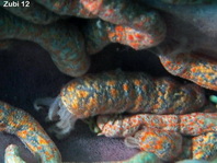 Sea Cucumber - Synaptula sp2 - Seewalze