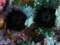 Matha's Sea Urchin - Echinometra mathaei - Mathaeus' Seeigel