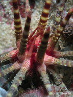 Sea Urchin - Eucidaris metularia - Seeigel