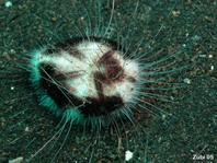 Sea Urchins - Irregularia - Irreguläre Seeigel