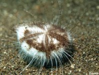 Heart Urchins - Loveniidae- Herz-Seeigel 