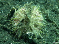 Sea Urchin - Pachycentrotus bajulus - Seeigel