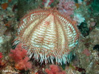 Sea Urchins - Seeigel