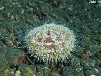 Toxic Flower Sea Urchin - Toxopneustes pileolus - Giftzangen-Seeigel (Rosen-Seeigel) 