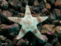 Sea Star - Asteropsis sp - Seestern