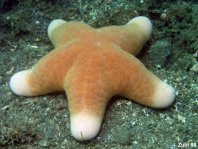 Granulated Sea Star - Choriaster granulatus - Gekörnter Kissenstern