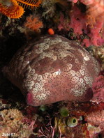 Pin-cushion Sea Star - Culcita novaguineae - Kissenseestern 