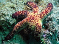 Luzon Sea Star - Echinaster luzonicus - Luzon Seestern