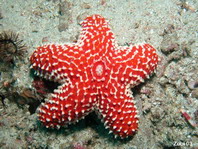 Striking Sea Star - Euretaster insignis - Seestern