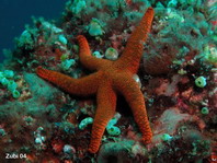 Indian Sea Star - Fromia indica (formerly F. elegans) - Indischer Seestern