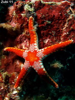 Sea stars - Valvatida - Klappensterne (Seesterne)