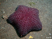 Spiny Cushion Starfish - Culcita schmideliana - Walzen-Kissenseestern