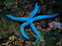 Blue Sea Star - Linckia laevigata - Blauer Seestern