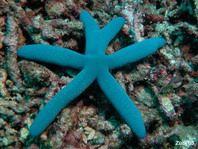 Blue Sea Star - Linckia laevigata - Blauer Seestern