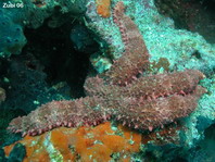 Bradley's Starfish (Pointed sea star) - Mithrodia bradleyi - Bradleys Nagel-Seestern