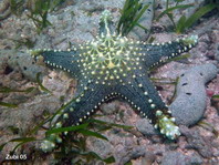 Red Tubercled Sea Star - Pentaceraster tuberculatus - Noppen-Seestern
