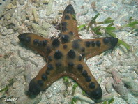 Horned Sea Star - Protoreaster nodosus - Knotiger Walzenstern (Hörnerseestern)
