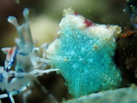 Biscuit Starfish - Tosia cf australis - Plätzchen-Seestern 