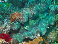 Southern Giant Clam mantle (Smooth Clam) - Tridacna derasa - Mantel der Glatten Riesenmuschel