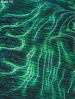 Southern Giant Clam mantle (Smooth Clam) - Tridacna derasa - Mantel der Glatten Riesenmuschel