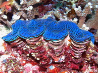 Maxima Giant Clam (Blue Maxima) - <em>Tridacna maxima</em> - Grabende Riesenmuschel