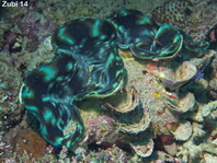Squamosa Clam - Tridacna squamosa - Schuppige Riesenmuschel