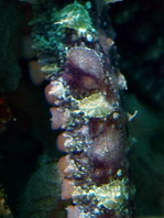 Mosaic Octopus - Abdopus abaculus - Mosaik Oktopus / Tintenfisch