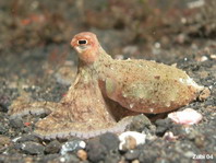 White "V" Octopus - Weisser "V" Oktopus (Tintenfisch)